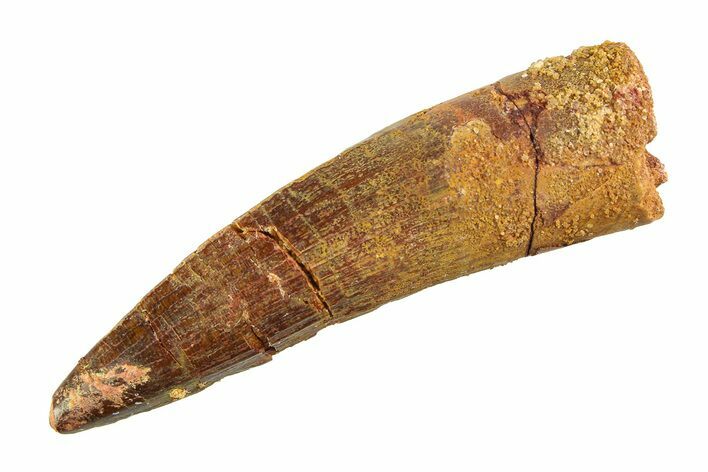 Fossil Spinosaurus Tooth - Real Dinosaur Tooth #353126
